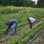 pracovníci na kanadských jahodových plantážach